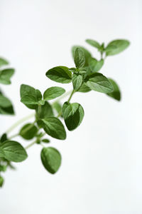 Close-up of fresh green leaves against white background