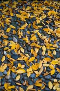 Full frame shot of autumn leaves