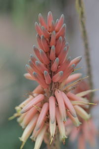 Close-up of pink flower blooming outdoors