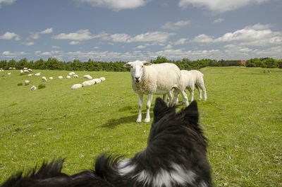 Sheltie vs. sheep