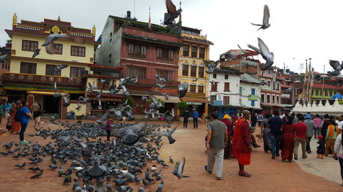 People and pigeons on street