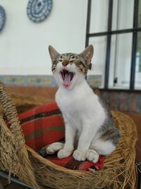 Cat yawning