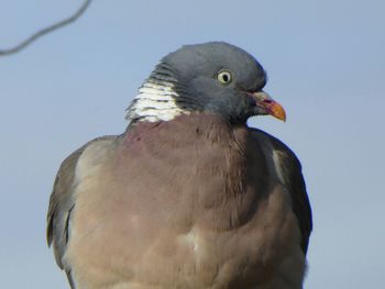 Low angle view of a bird