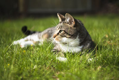 Housecat playing in the yard and garden