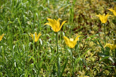 Close-up of yellow flowering plant on field