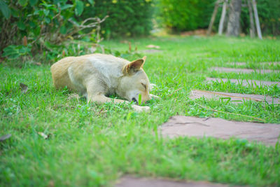 Dog relaxing on grassy field