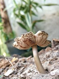 Close-up of mushroom growing on rock