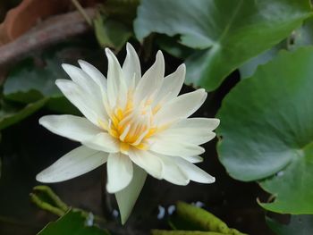 Close-up of white water lily