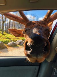 Portrait of animal looking through car