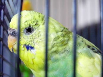 Close-up of parrot perching in cage