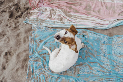 High angle view of dog on bed