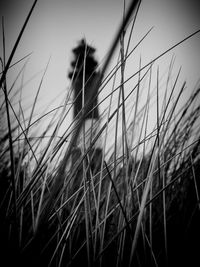 Close-up of grass against sky