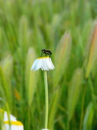 Insect on white flower blooming outdoors