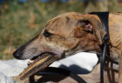 Close-up of dog looking away