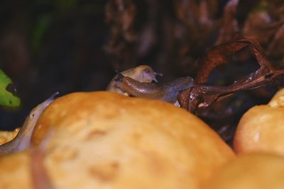 Close-up of food