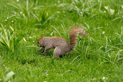 Grey squirrel in the outdoors, sciurus carolinensis