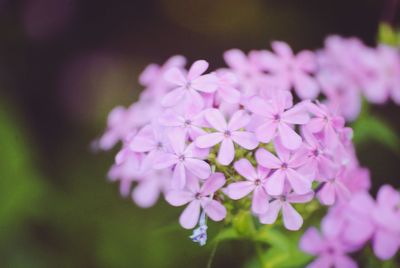 Close-up of flowers blooming outdoors