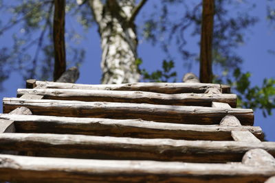 Low angle view of stack of logs against trees in forest