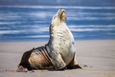 Impressive australian sea lion on the beach sitting upright