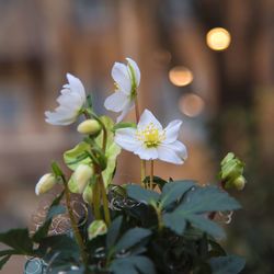 Close-up of white flowering plant