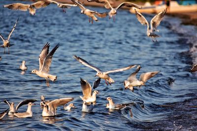 Seagulls in the baltic sea in poland