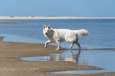 Milo on the beach