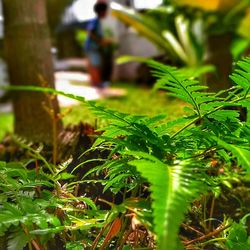 Close-up of plants against blurred background