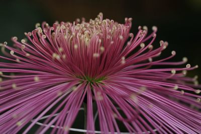 Close-up of pink flower against black background