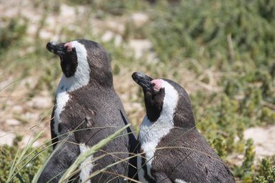 Close-up of penguins on field