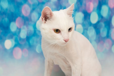 Close-up of a cat looking away