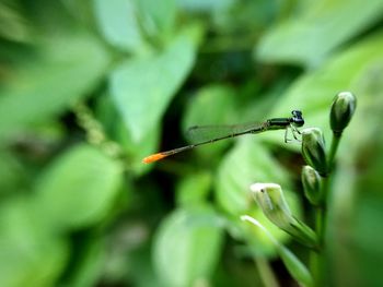 Close-up of damselfly on plant