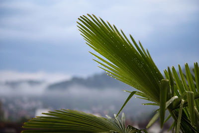 Close-up of fresh green plant against sky