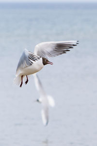 Black-headed gull flying over sea