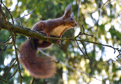 Low angle view of squirrel on tree