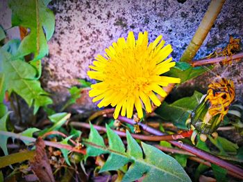 Close-up of yellow flower