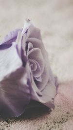 Close-up of rose on sand