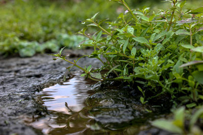 Close-up of lizard on a land