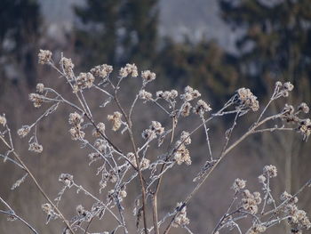 Close-up of wilted plant during winter