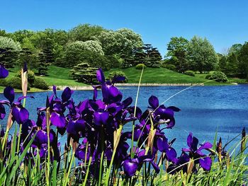 Flowers growing on field against clear blue sky