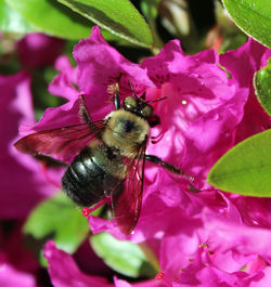 Close-up of bee on purple flower