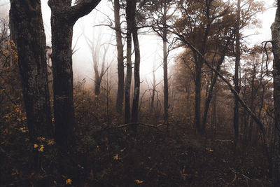 Trees in forest