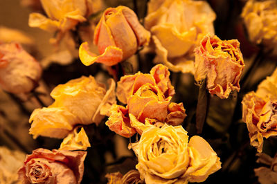 Close-up of yellow roses