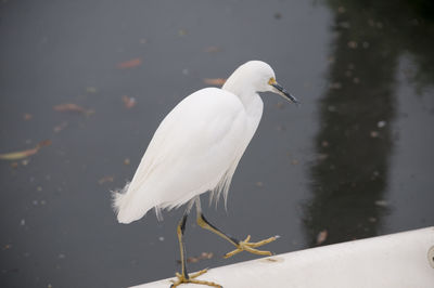 Close-up of white bird perching