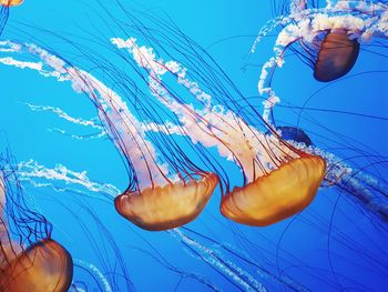 Close-up of jellyfish against blue background