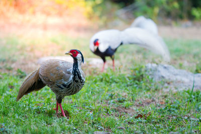 Close-up of duck on field