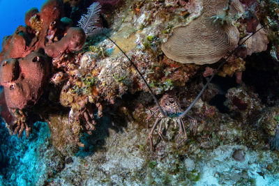 Colourful reef bahamas underwater