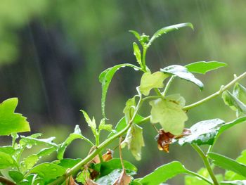 Close-up of fresh plant growing in tree