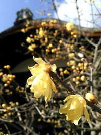 Close-up of flowers blooming outdoors