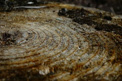 Full frame shot of wood