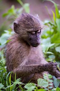 Close-up of monkey amidst plants